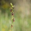 Ophrys insectifera  01