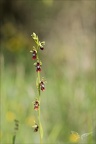 Ophrys insectifera  01