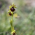 Ophrys aymoninii x passionis 02