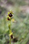 Ophrys aymoninii x passionis 02