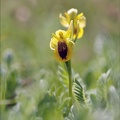 Ophrys lutea 02