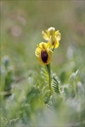 Ophrys lutea 02