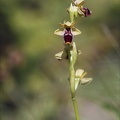 Ophrys picta x incubacea  08