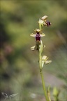 Ophrys picta x incubacea  08
