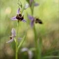 Ophrys scolopax 02