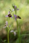 Ophrys scolopax 02