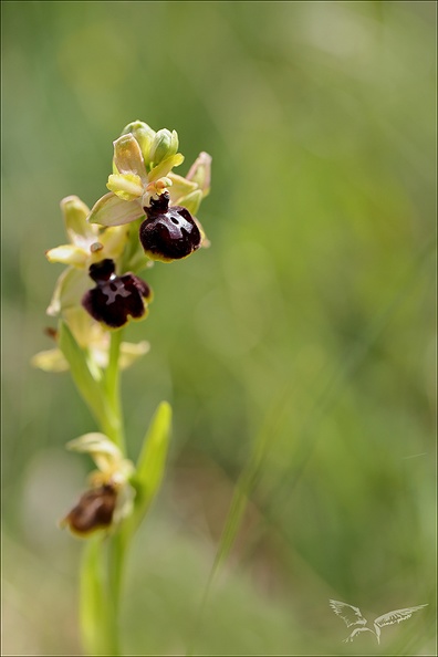 Ophrys aveyronensis x passionnis_19.jpg