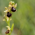 Ophrys aveyronensis x passionnis 19