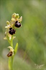 Ophrys aveyronensis x passionnis 19