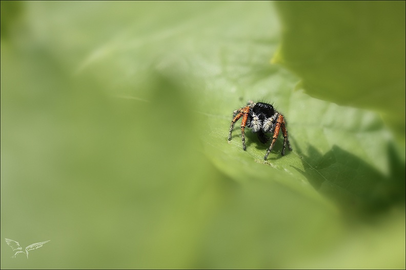 Philaeus chrysops_03.jpg