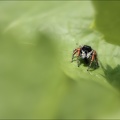 Philaeus chrysops 03