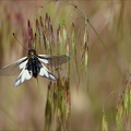 Ascalaphe souffré 06