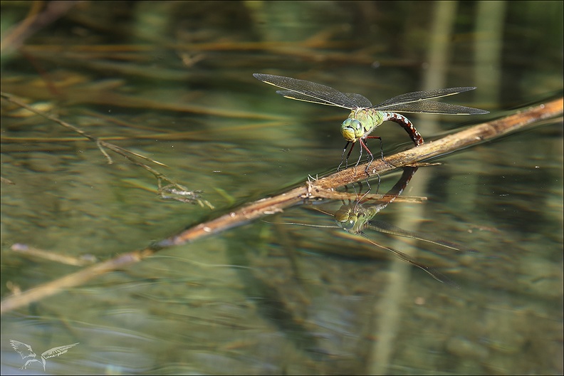 Anax imperator ponte_02.jpg