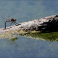 Anax parthenope ♀ ponte 06