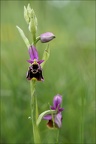 Ophrys fuciflora 01