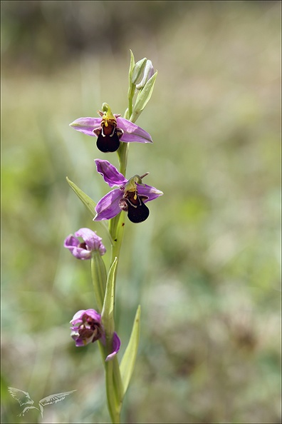 Ophrys apifera jardin_07.jpg