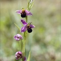 Ophrys apifera jardin 07
