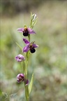 Ophrys apifera jardin 07