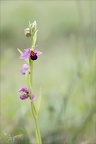 Ophrys apifera jardin 04