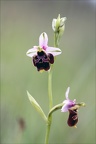 Ophrys fuciflora 03