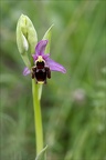 Ophrys fuciflora 03-05-24 12