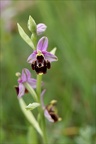 Ophrys fuciflora 05