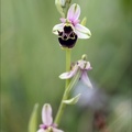 Ophrys fuciflora 08