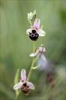 Ophrys fuciflora 08