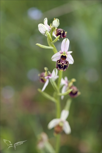 Ophrys fuciflora_14.jpg