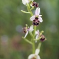 Ophrys fuciflora 14