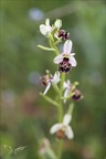 Ophrys fuciflora 14