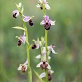 Ophrys fuciflora 10