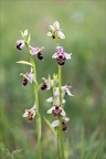 Ophrys fuciflora 10