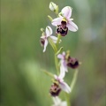 Ophrys fuciflora 12