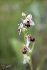 Ophrys fuciflora 12