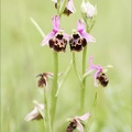 Ophrys fuciflora 17