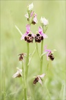 Ophrys fuciflora 17