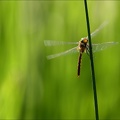 Aeshnea isoceles ♂-oves 05