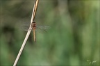 Aeshnea isoceles D 02
