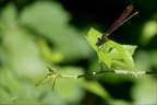Calopteryx virgo ♀ D 01