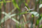 Anax imperator ♂ vol 02