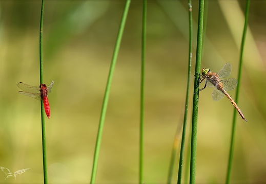 Aeshnea isoceles et Crocothemis erythraea-Oves (625 visits) Aeshnea isoceles et Crocothemis erythraea-Oves