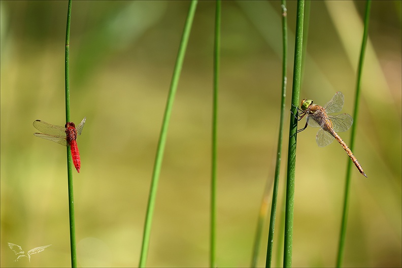 Aeshnea isoceles et Crocothemis erythraea-Oves