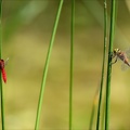 Aeshnea isoceles et Crocothemis erythraea-Oves