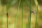 Aeshnea isoceles et Crocothemis erythraea-Oves