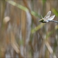 Anax imperator ♂ vol 08