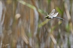 Anax imperator ♂ vol 08