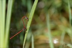 Ceriagrion tenellum 06