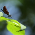 Calopteryx virgo ♂ immature 03