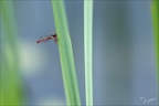 Ceragrion tenellum ♂-Oves 03